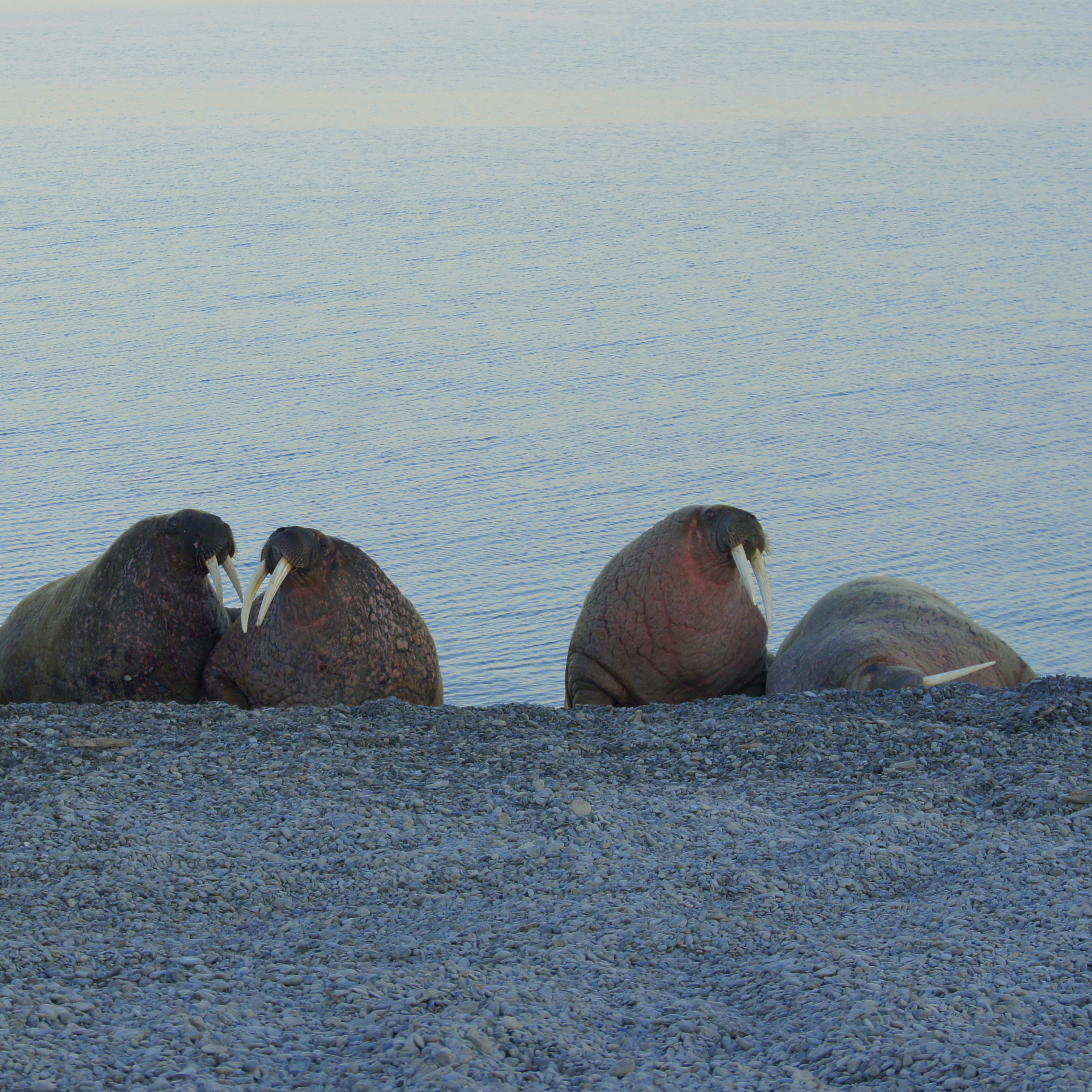 Команда ЦМИ МГУ выпустила статью о кормовых запасах моржа в Печорском море в журнале Aquatic Conservation
